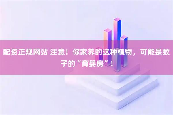 配资正规网站 注意！你家养的这种植物，可能是蚊子的“育婴房”！